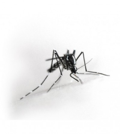 Trampa para mosquitos tigre Biogents Mosquitaire